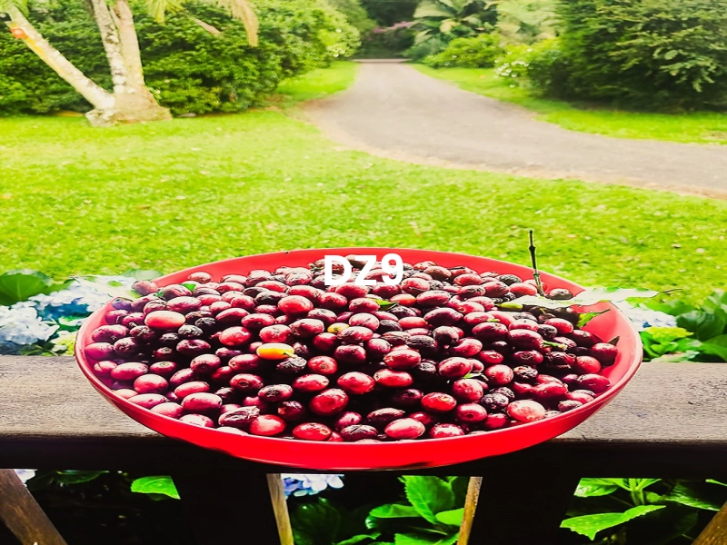 MARAVILHOSA CHÁCARA NA BARRA DO OURO, EM MAQUINÉ: 15ª foto da galeria de imagens do imóvel