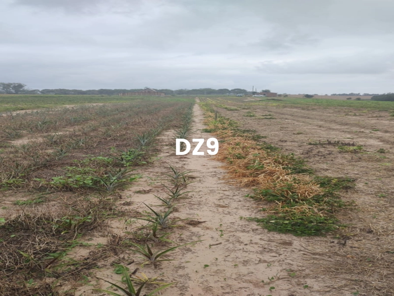 FASCINANTE SÍTIO COM NASCENTE, AÇUDE E PLANTAÇÕES EM TERRA DE AREIA: 1ª foto da galeria de imagens do imóvel