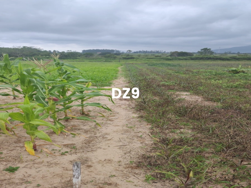FASCINANTE SÍTIO COM NASCENTE, AÇUDE E PLANTAÇÕES EM TERRA DE AREIA: 2ª foto da galeria de imagens do imóvel