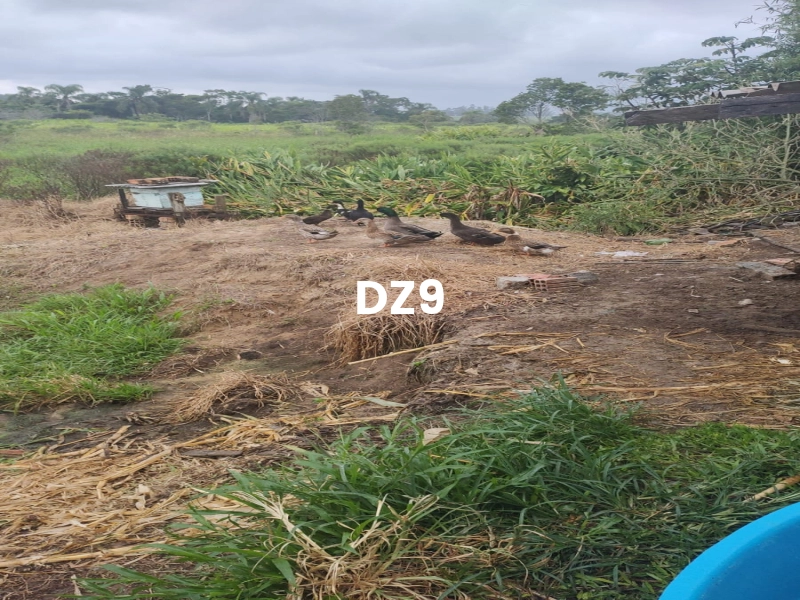 FASCINANTE SÍTIO COM NASCENTE, AÇUDE E PLANTAÇÕES EM TERRA DE AREIA: 6ª foto da galeria de imagens do imóvel