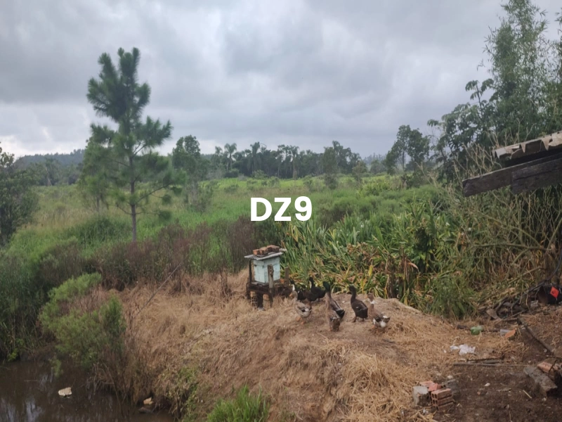 FASCINANTE SÍTIO COM NASCENTE, AÇUDE E PLANTAÇÕES EM TERRA DE AREIA: 7ª foto da galeria de imagens do imóvel