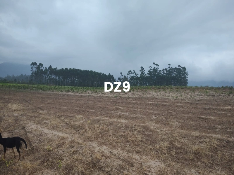 FASCINANTE SÍTIO COM NASCENTE, AÇUDE E PLANTAÇÕES EM TERRA DE AREIA: 9ª foto da galeria de imagens do imóvel