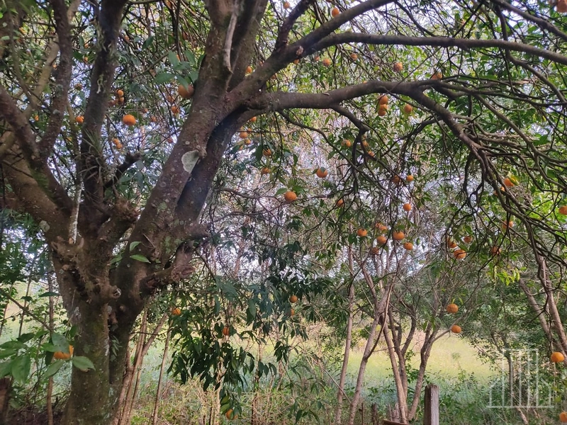 ENCANTADOR SÍTIO À VENDA NO MUNICÍPIO DE CARAÁ: 10ª foto da galeria de imagens do imóvel
