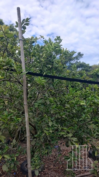 LINDA CHÁCARA LOCALIZADA NO BAIRRO FAXINAL DO MORRO ALTO, EM MAQUINÉ!: 25ª foto da galeria de imagens do imóvel
