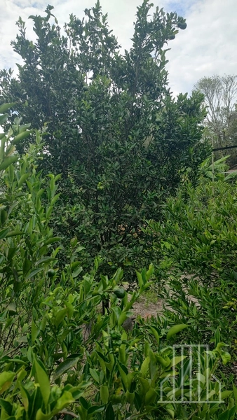 LINDA CHÁCARA LOCALIZADA NO BAIRRO FAXINAL DO MORRO ALTO, EM MAQUINÉ!: 27ª foto da galeria de imagens do imóvel