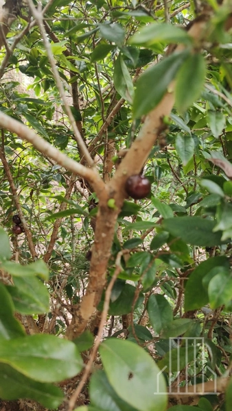LINDA CHÁCARA LOCALIZADA NO BAIRRO FAXINAL DO MORRO ALTO, EM MAQUINÉ!: 29ª foto da galeria de imagens do imóvel