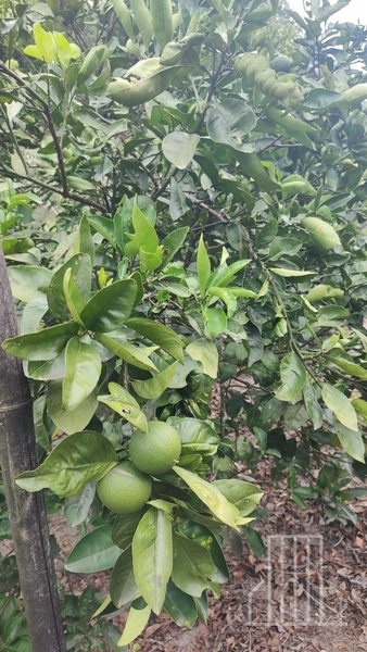 LINDA CHÁCARA LOCALIZADA NO BAIRRO FAXINAL DO MORRO ALTO, EM MAQUINÉ!: 26ª foto da galeria de imagens do imóvel