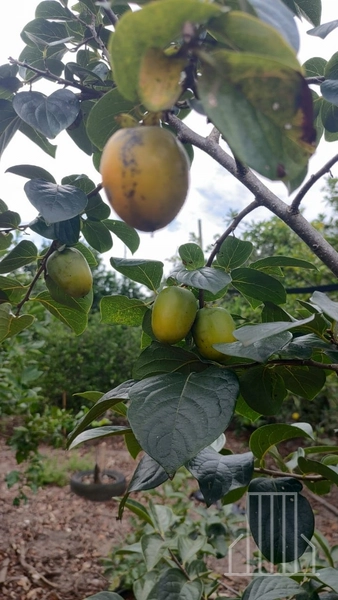 LINDA CHÁCARA LOCALIZADA NO BAIRRO FAXINAL DO MORRO ALTO, EM MAQUINÉ!: 31ª foto da galeria de imagens do imóvel