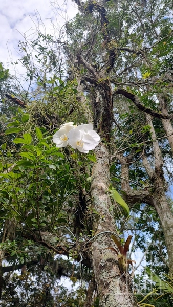 LINDA CHÁCARA LOCALIZADA NO BAIRRO FAXINAL DO MORRO ALTO, EM MAQUINÉ!: 1ª foto da galeria de imagens do imóvel
