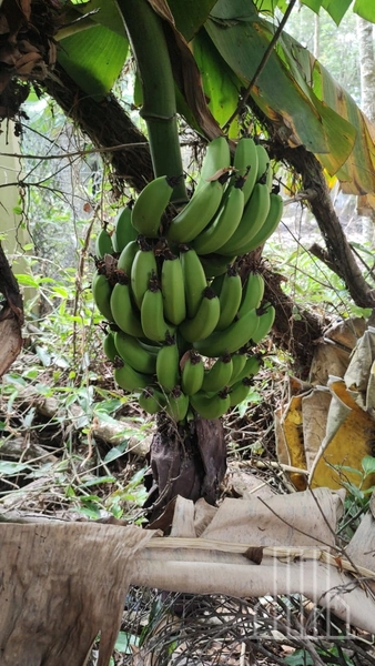 LINDA CHÁCARA LOCALIZADA NO BAIRRO FAXINAL DO MORRO ALTO, EM MAQUINÉ!: 28ª foto da galeria de imagens do imóvel