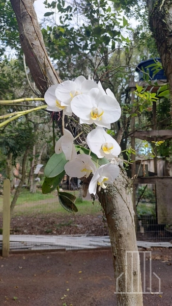 LINDA CHÁCARA LOCALIZADA NO BAIRRO FAXINAL DO MORRO ALTO, EM MAQUINÉ!: 3ª foto da galeria de imagens do imóvel