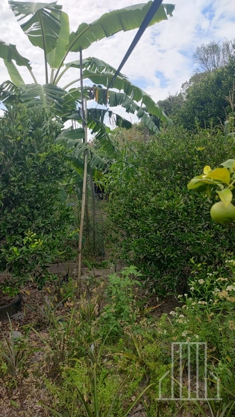LINDA CHÁCARA LOCALIZADA NO BAIRRO FAXINAL DO MORRO ALTO, EM MAQUINÉ!: 30ª foto da galeria de imagens do imóvel