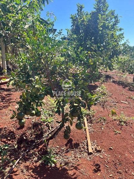Linda Chácara 2500m² a venda próximo a Uberlândia: 12ª foto da galeria de imagens do imóvel