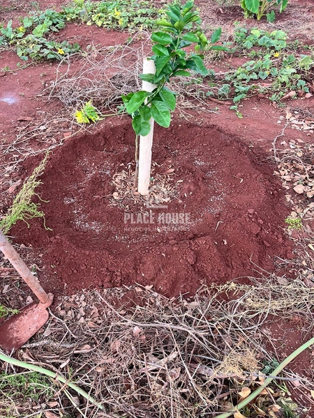 Linda Chácara 2500m² a venda próximo a Uberlândia: 16ª foto da galeria de imagens do imóvel