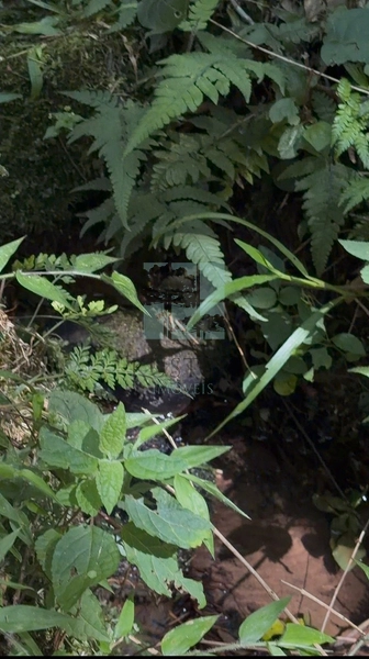 Linda Área com Preço de Ocasião.: 17ª foto da galeria de imagens do imóvel