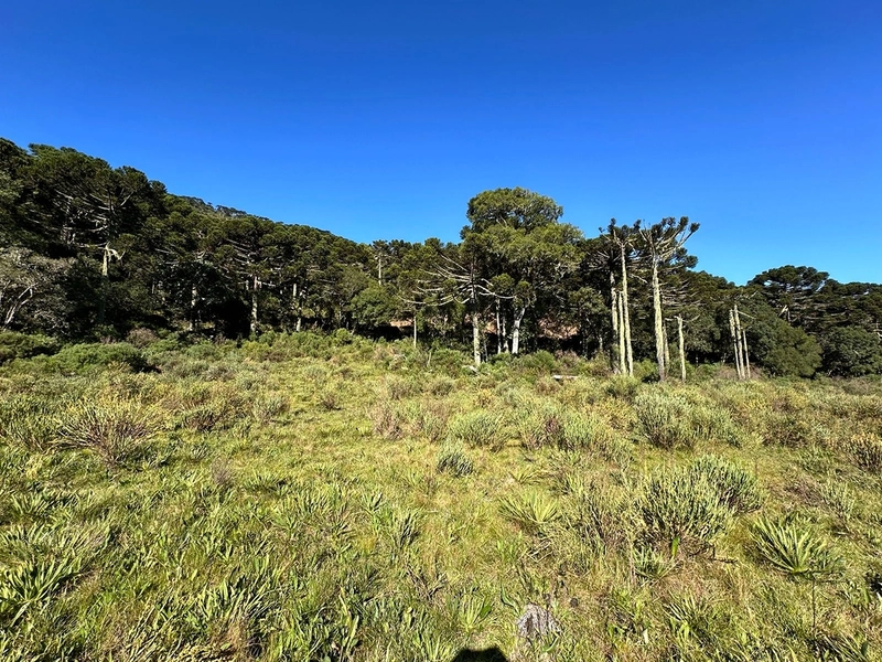 Terreno de Altitude com Preço Ótimo: 11ª foto da galeria de imagens do imóvel