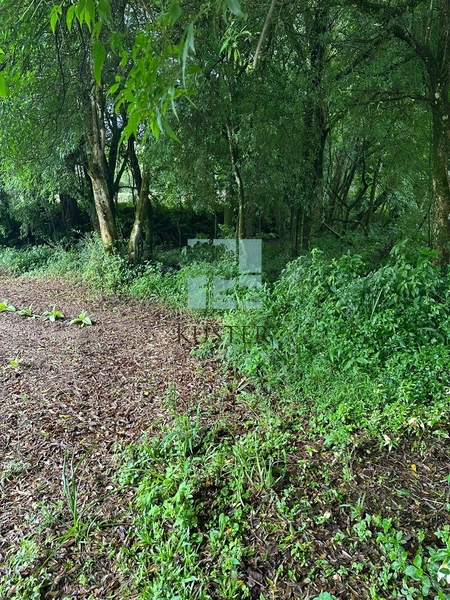 Terreno na SC-370: 14ª foto da galeria de imagens do imóvel