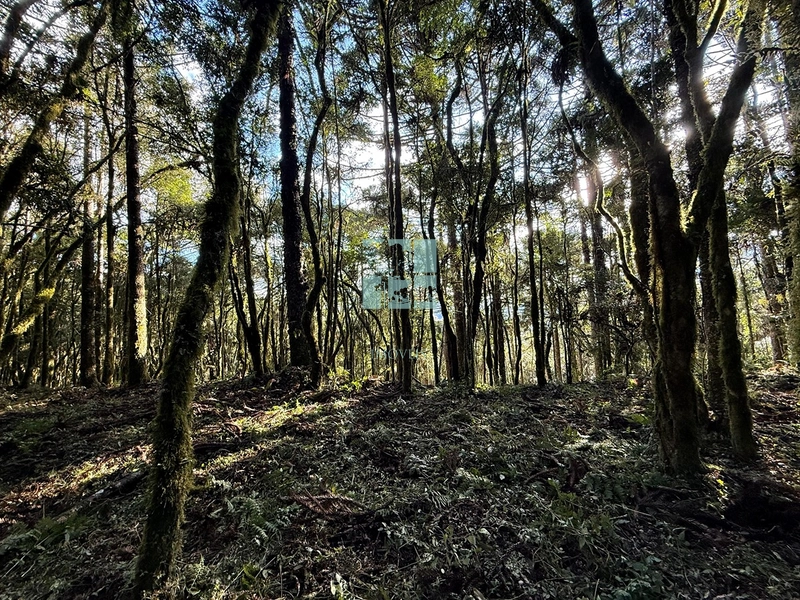 Seu Terreno em Urubici: 15ª foto da galeria de imagens do imóvel