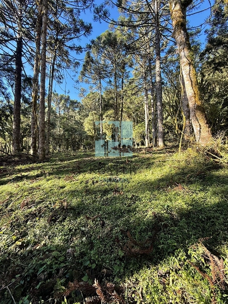 Seu Terreno em Urubici: 10ª foto da galeria de imagens do imóvel