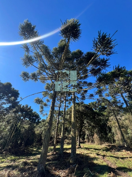 Terreno de Altitude: 13ª foto da galeria de imagens do imóvel