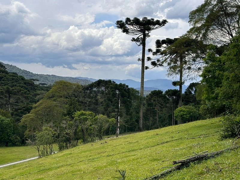 Terreno Rural do lado da Cidade: 11ª foto da galeria de imagens do imóvel