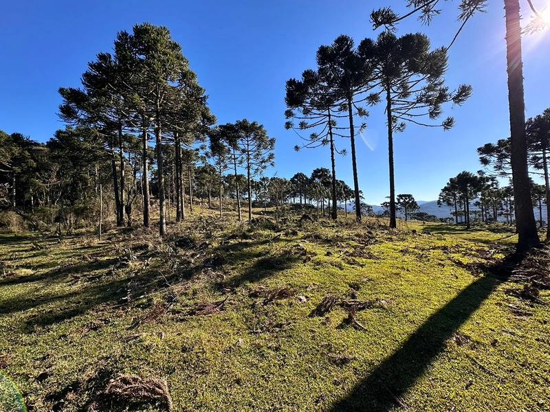 Fazenda: 15ª foto da galeria de imagens do imóvel