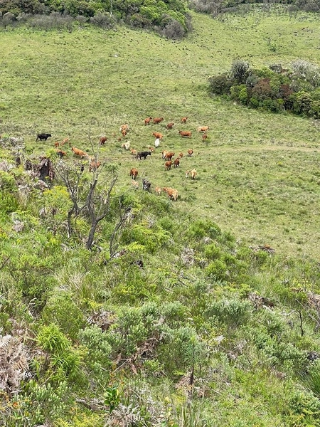 Fazenda em Urubici: 13ª foto da galeria de imagens do imóvel