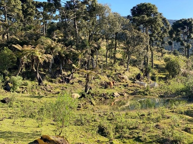 Terreno Próximo a Cachoeira Papuã: 9ª foto da galeria de imagens do imóvel