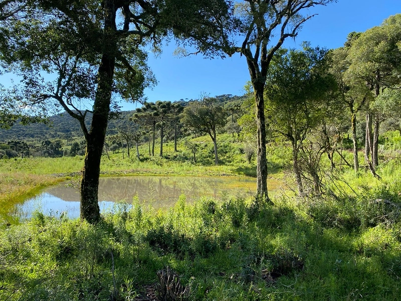 Lindo Terreno de Altitude: 3ª foto da galeria de imagens do imóvel
