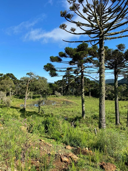 Lindo Terreno de Altitude: 2ª foto da galeria de imagens do imóvel