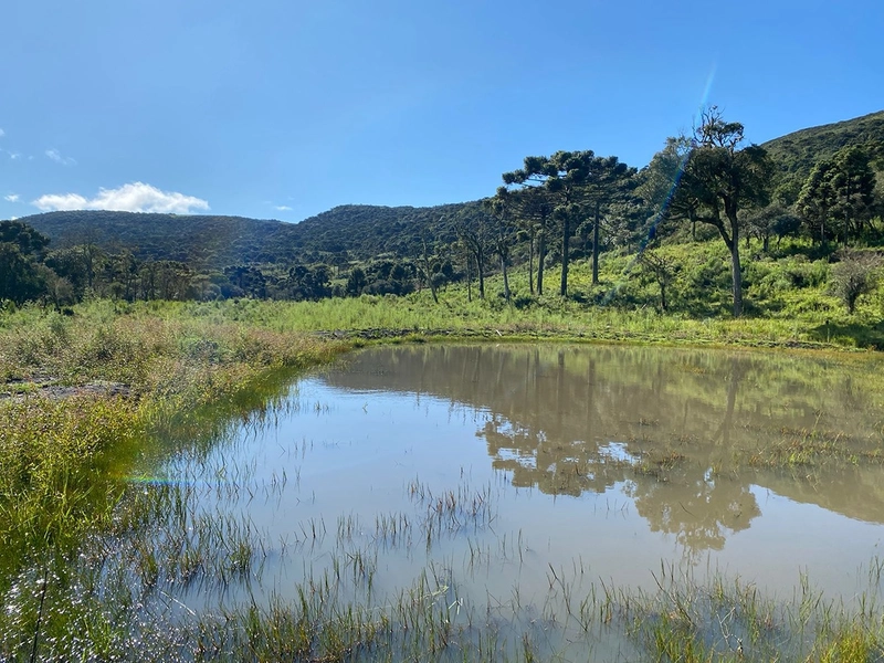 Lindo Terreno de Altitude: 7ª foto da galeria de imagens do imóvel