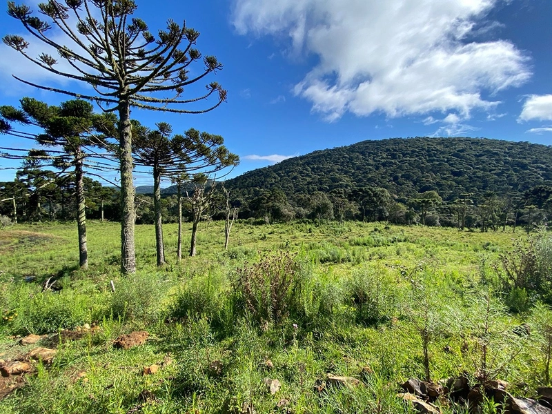 Lindo Terreno de Altitude: 8ª foto da galeria de imagens do imóvel