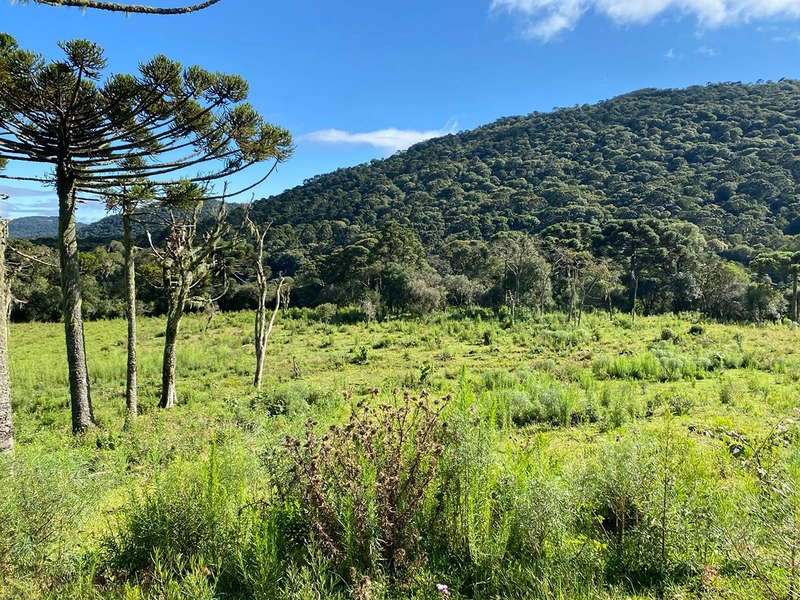 Lindo Terreno de Altitude: 6ª foto da galeria de imagens do imóvel