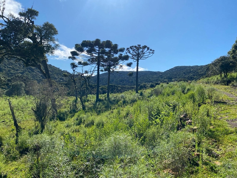 Lindo Terreno de Altitude: 4ª foto da galeria de imagens do imóvel