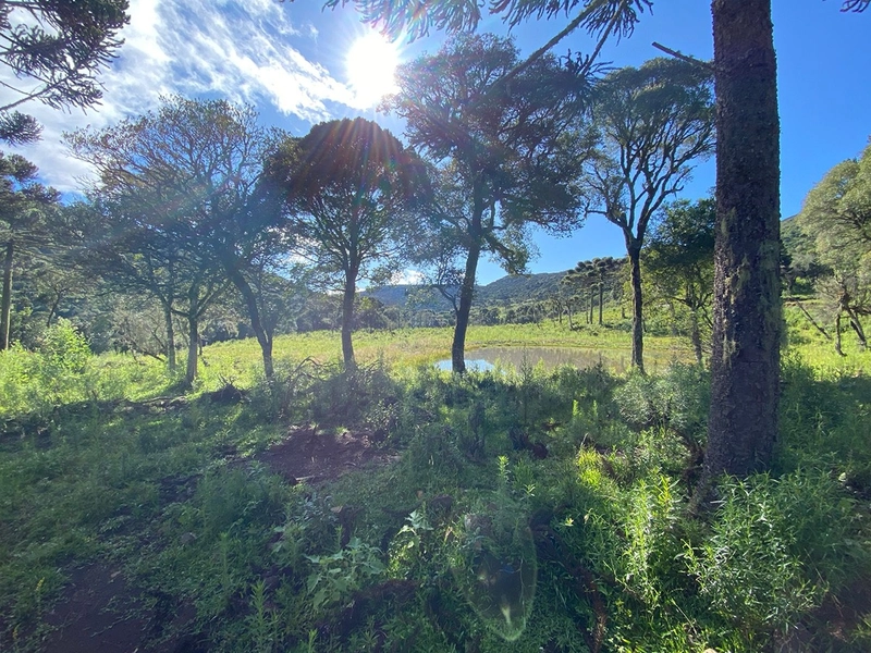 Lindo Terreno de Altitude: 10ª foto da galeria de imagens do imóvel