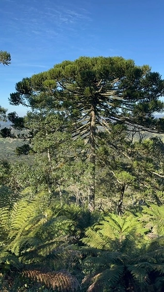 Terreno com Vista: 5ª foto da galeria de imagens do imóvel