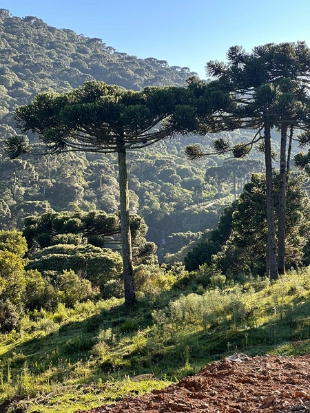 Casa de Campo: 25ª foto da galeria de imagens do imóvel