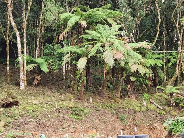 Terreno com Casa: 4ª foto da galeria de imagens do imóvel