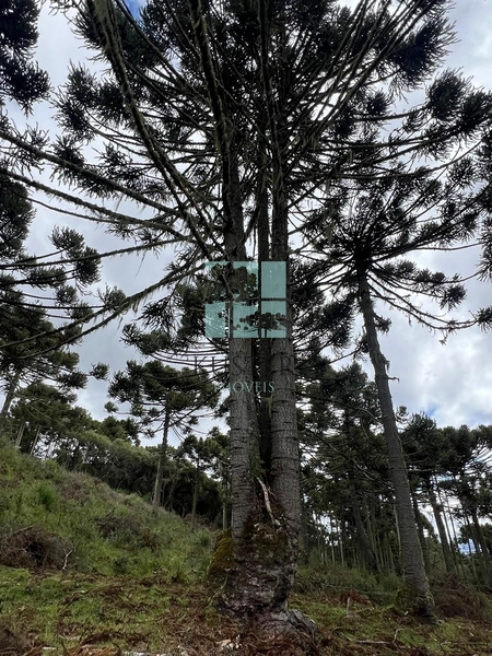 Terreno em Rio dos Bugres- Urubici: 8ª foto da galeria de imagens do imóvel