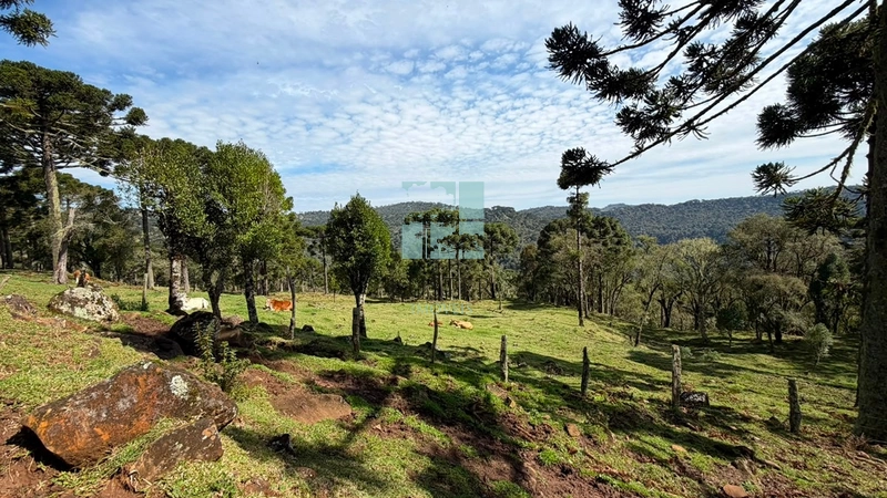 Terreno no Morro da Igreja : 16ª foto da galeria de imagens do imóvel