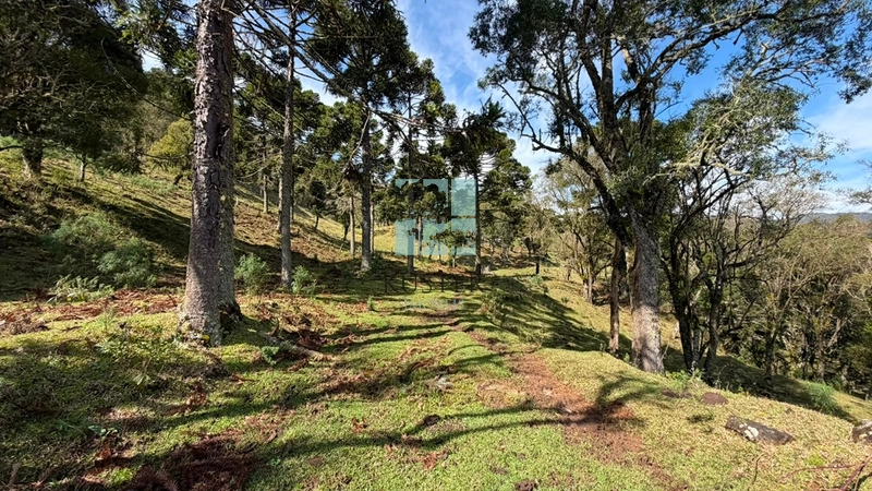 Terreno no Morro da Igreja : 20ª foto da galeria de imagens do imóvel