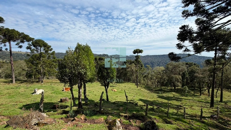 Terreno no Morro da Igreja : 19ª foto da galeria de imagens do imóvel