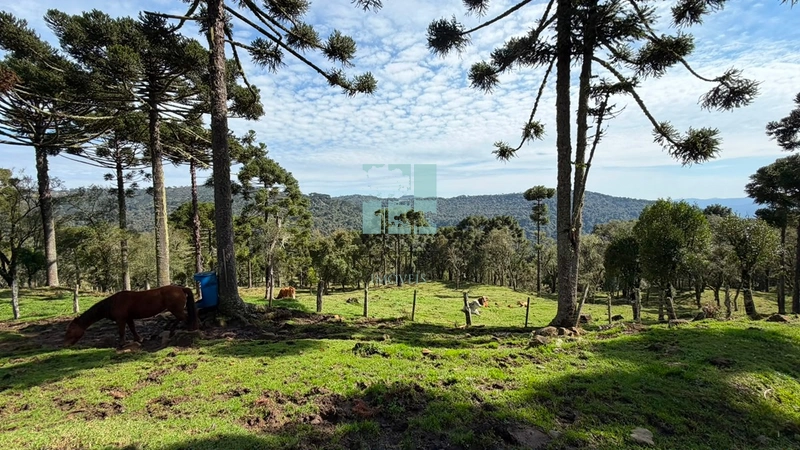 Terreno no Morro da Igreja : 11ª foto da galeria de imagens do imóvel