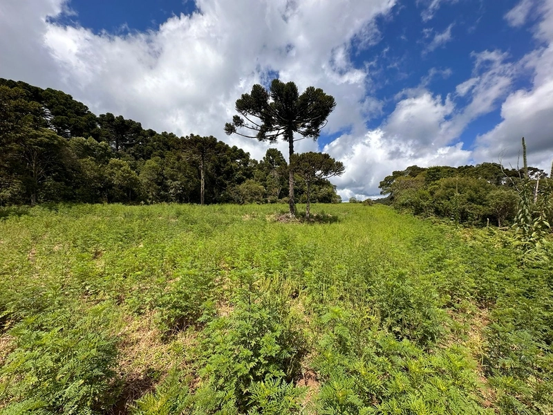 Linda Vista: 5ª foto da galeria de imagens do imóvel