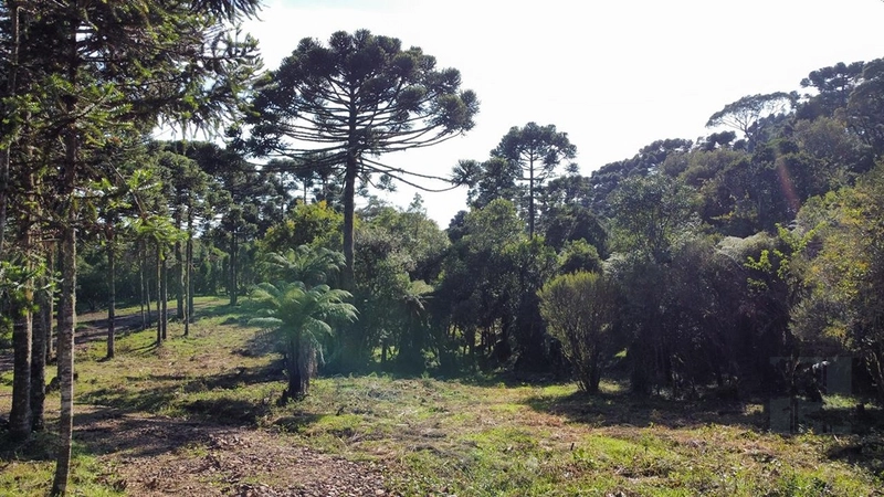 Terreno pronto para consrtuir: 2ª foto da galeria de imagens do imóvel