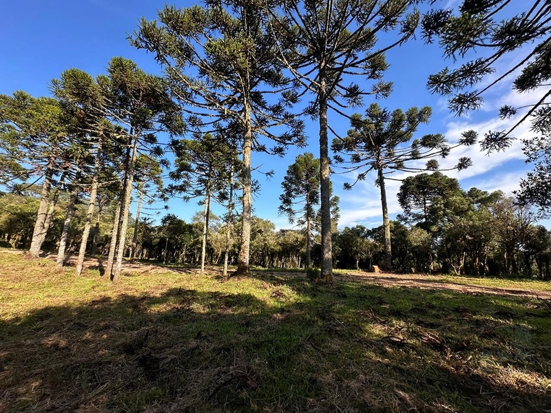 Terreno pronto para consrtuir: 1ª foto da galeria de imagens do imóvel