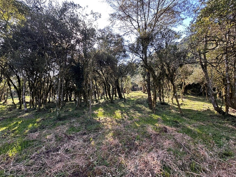 Terreno pronto para consrtuir: 9ª foto da galeria de imagens do imóvel