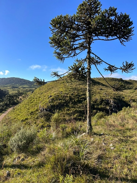 Terreno com Vista: 5ª foto da galeria de imagens do imóvel
