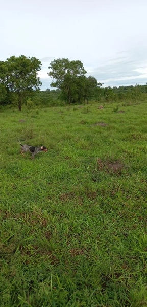 Fazenda Próxima a Rondonópolis.: 12ª foto da galeria de imagens do imóvel