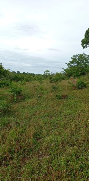 Fazenda Próxima a Rondonópolis.: 10ª foto da galeria de imagens do imóvel